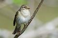 Løvsanger - Willow Warbler (Phyloscopus trochilus)